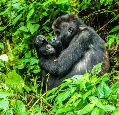 mountain gorillas of bwindi