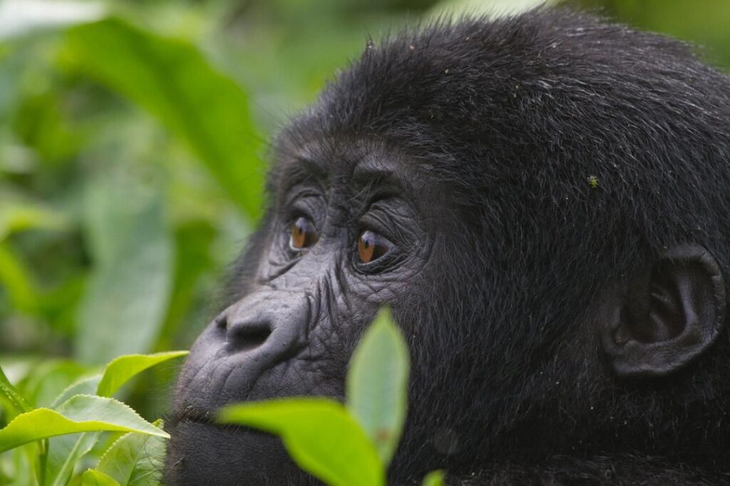 gorillas