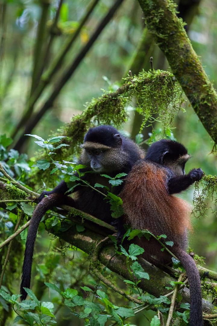 Golden Monkeys