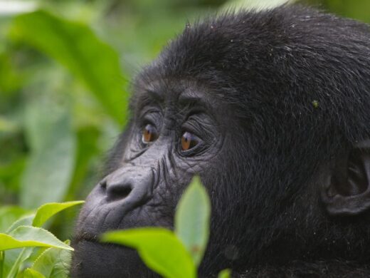 Gorillas of Uganda