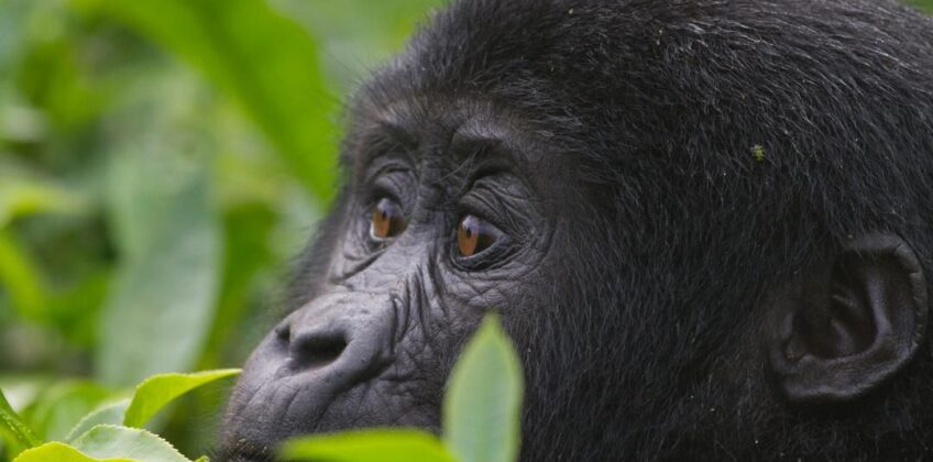 Gorillas of Uganda