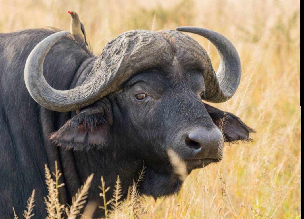 Wildlife safari in Uganda