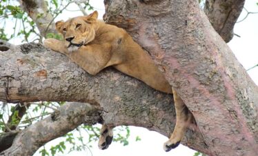 tree climbing lions