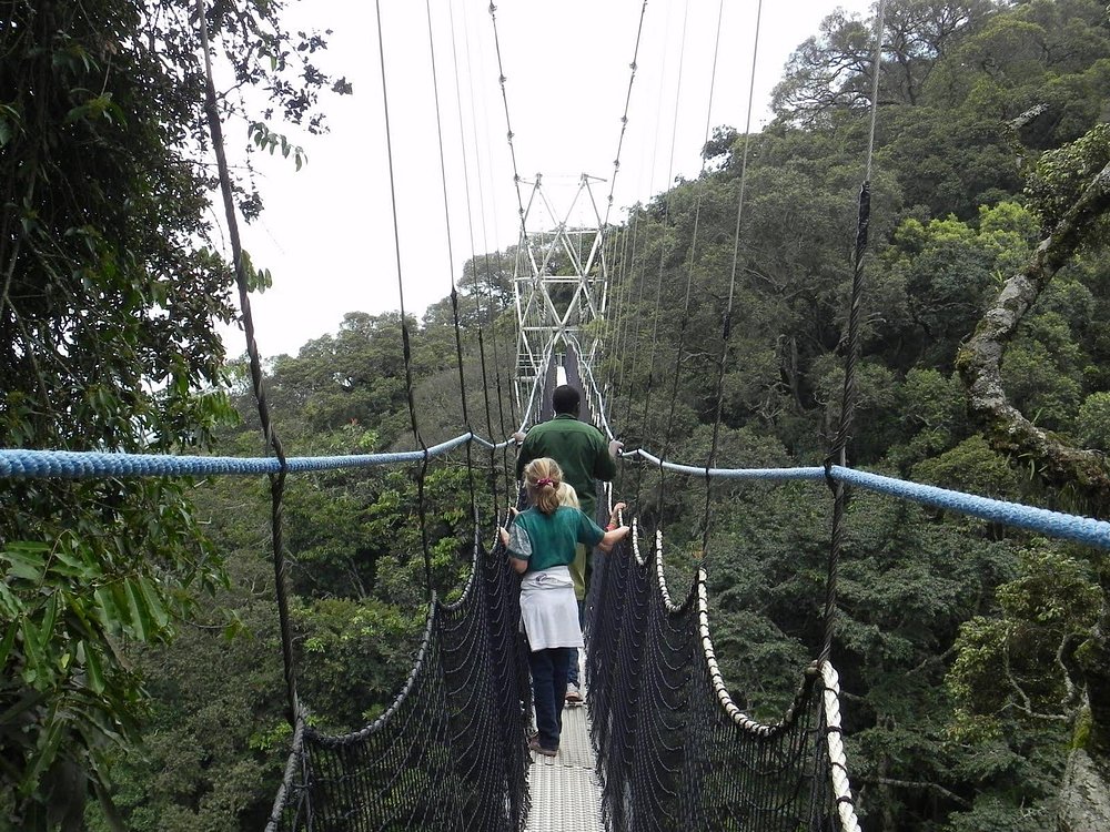 Nyungwe National Park Chimpanzee Trekking