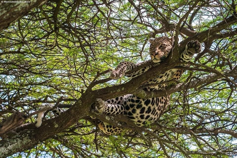 Wildlife in Akagera National Park, Rwanda