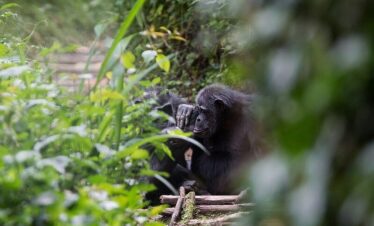 3 Days Nyungwe Chimpanzee trekking and Canopy Walk – Safari