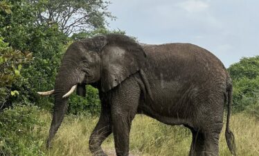 akagera-national-park