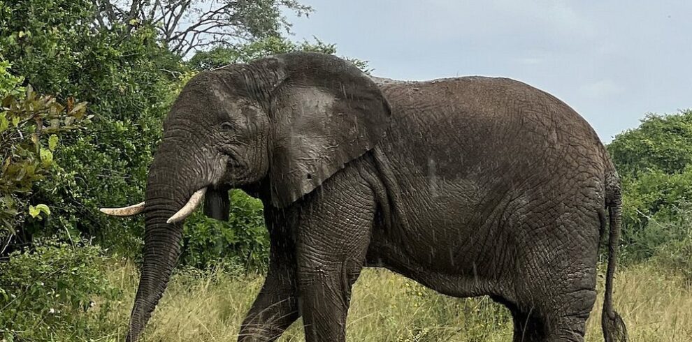 akagera-national-park