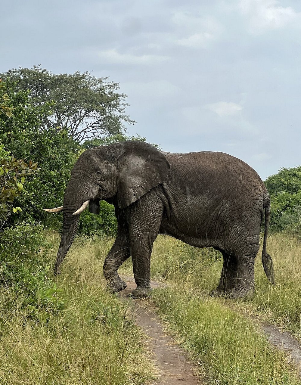 akagera-national-park