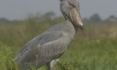 12-Day Uganda Safari: Shoebill Trekking, Big Game, Primates & Scenic Adventures