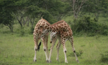 1-Day Akagera National Park Gamedrive