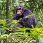 Chimpanzee trekking uganda