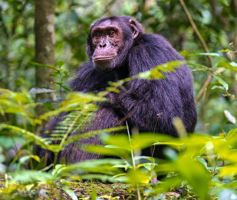 Chimpanzee trekking uganda