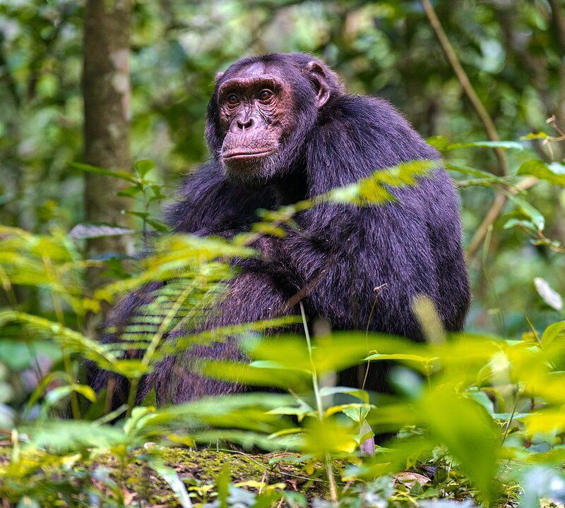 Chimpanzee trekking uganda