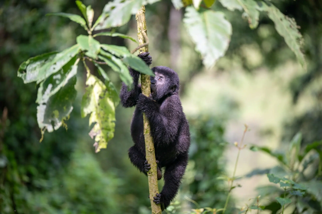 5 Days Gorilla and Chimpanzee Safari