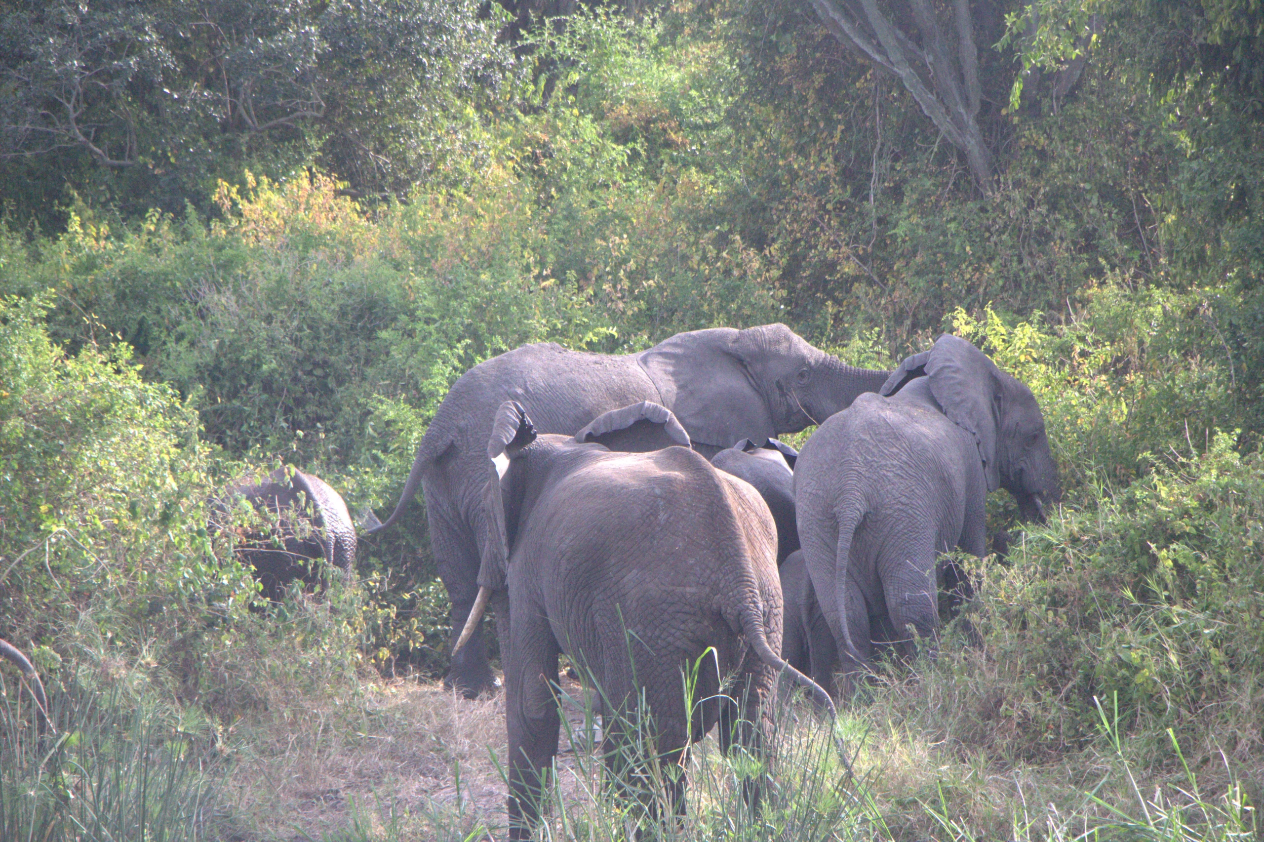 African wildlife on safari in Uganda