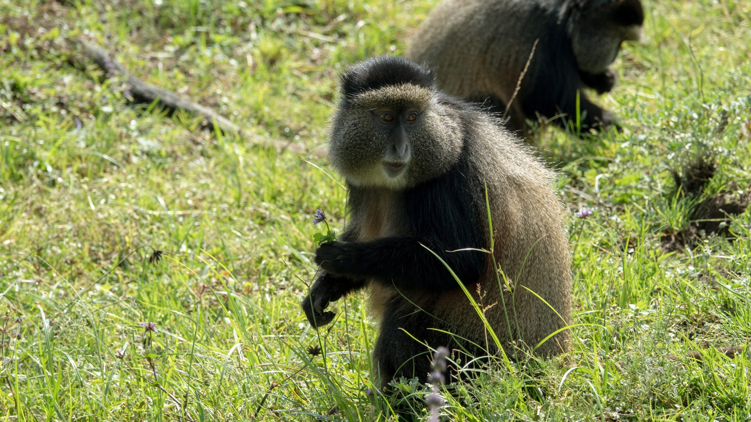 Golden monkey in Mgahinga Uganda
