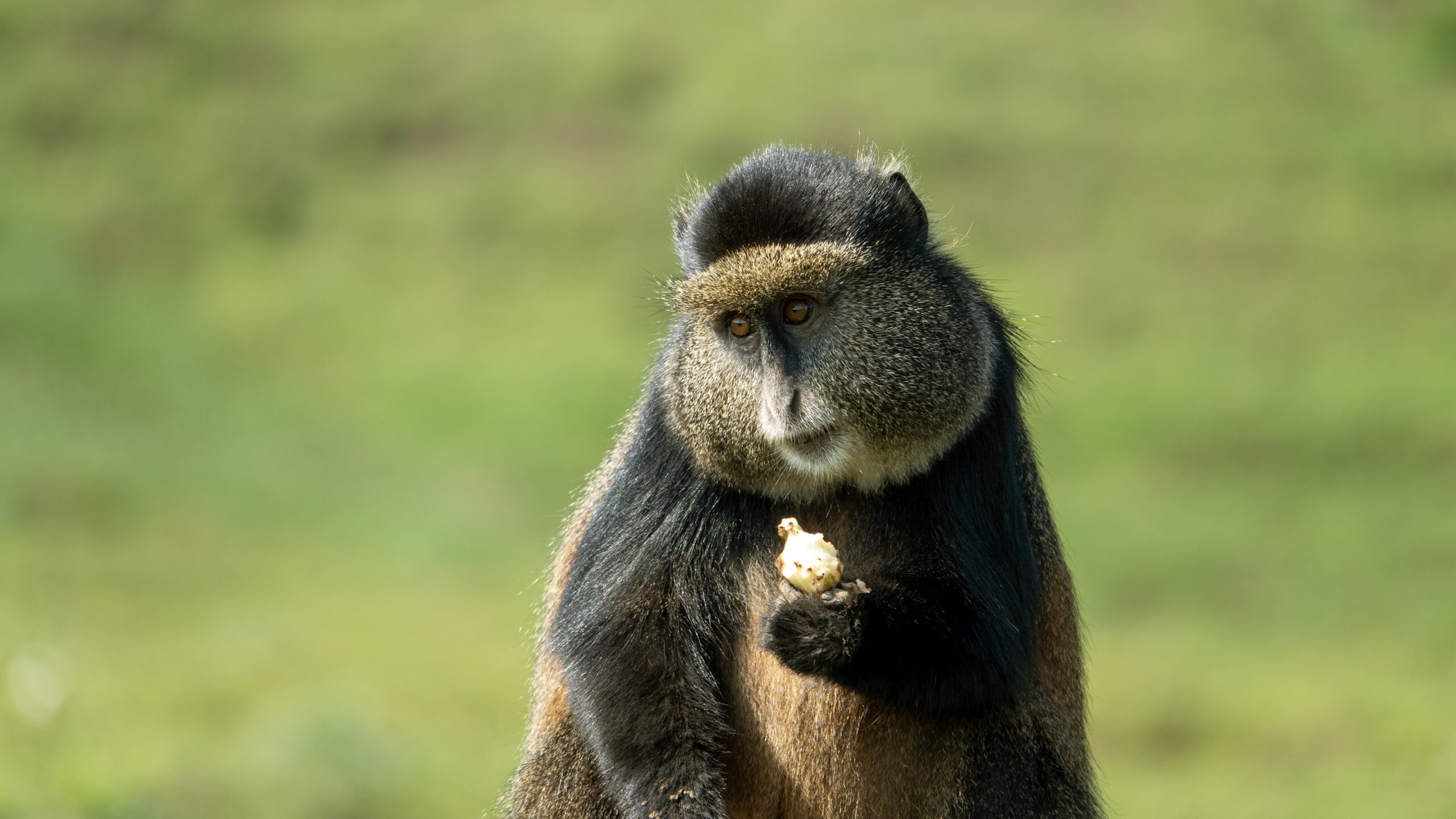 Gorilla and golden monkey