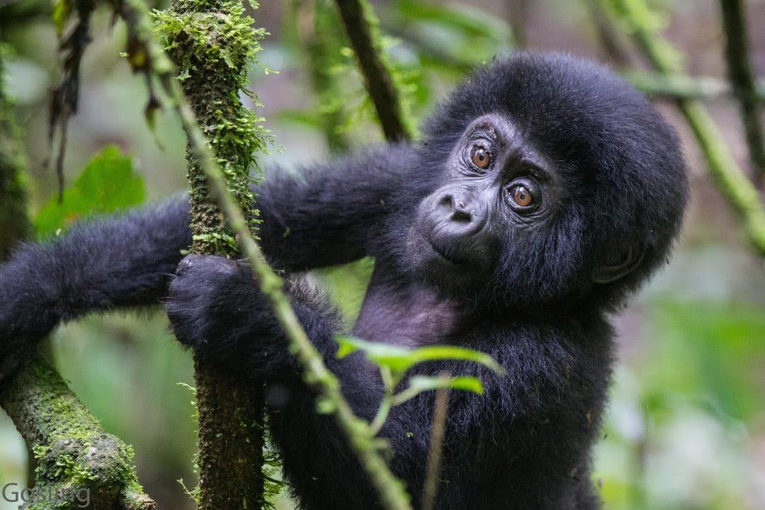 Gorilla trekking Uganda