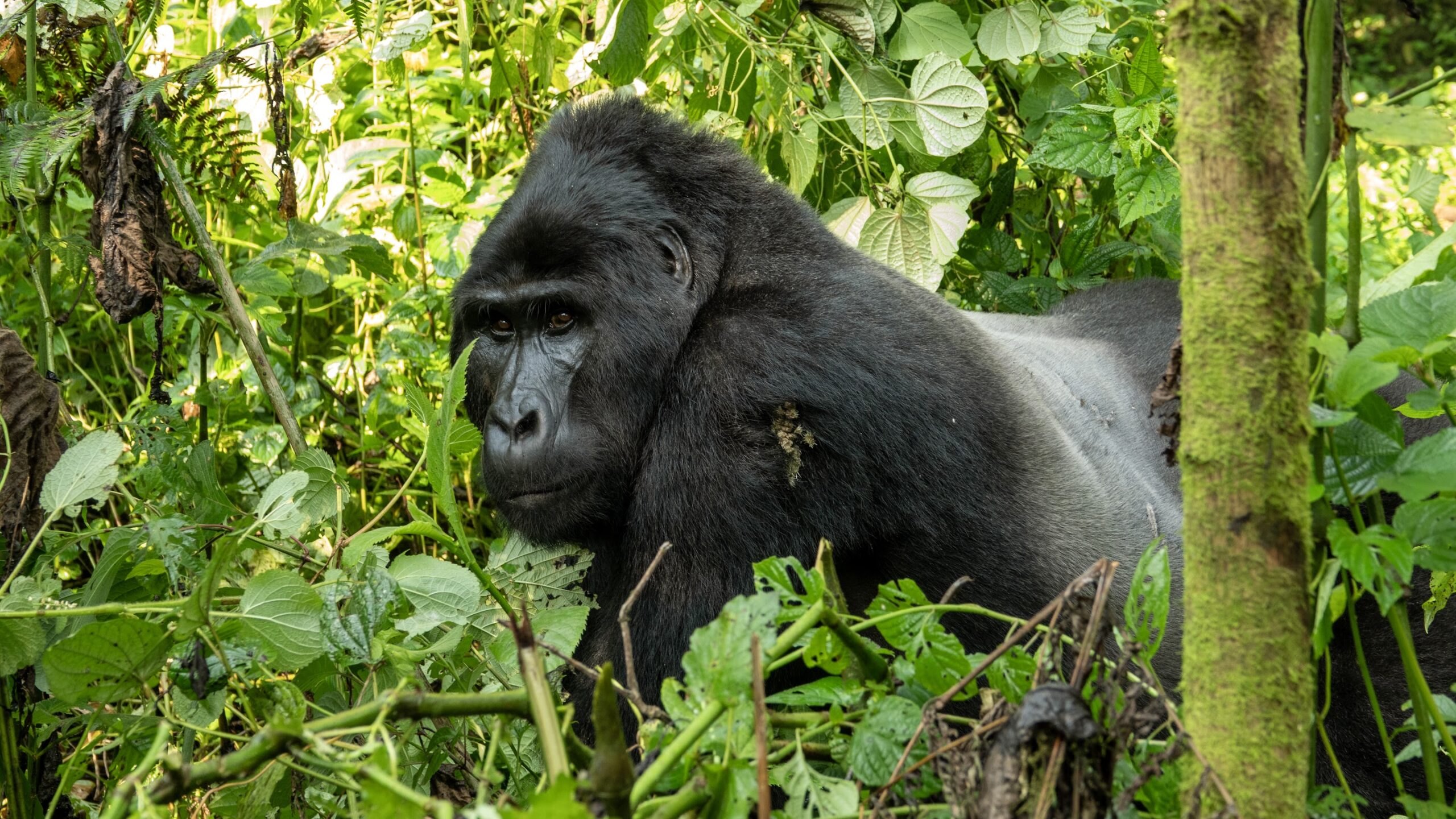 Bwindi rainforest