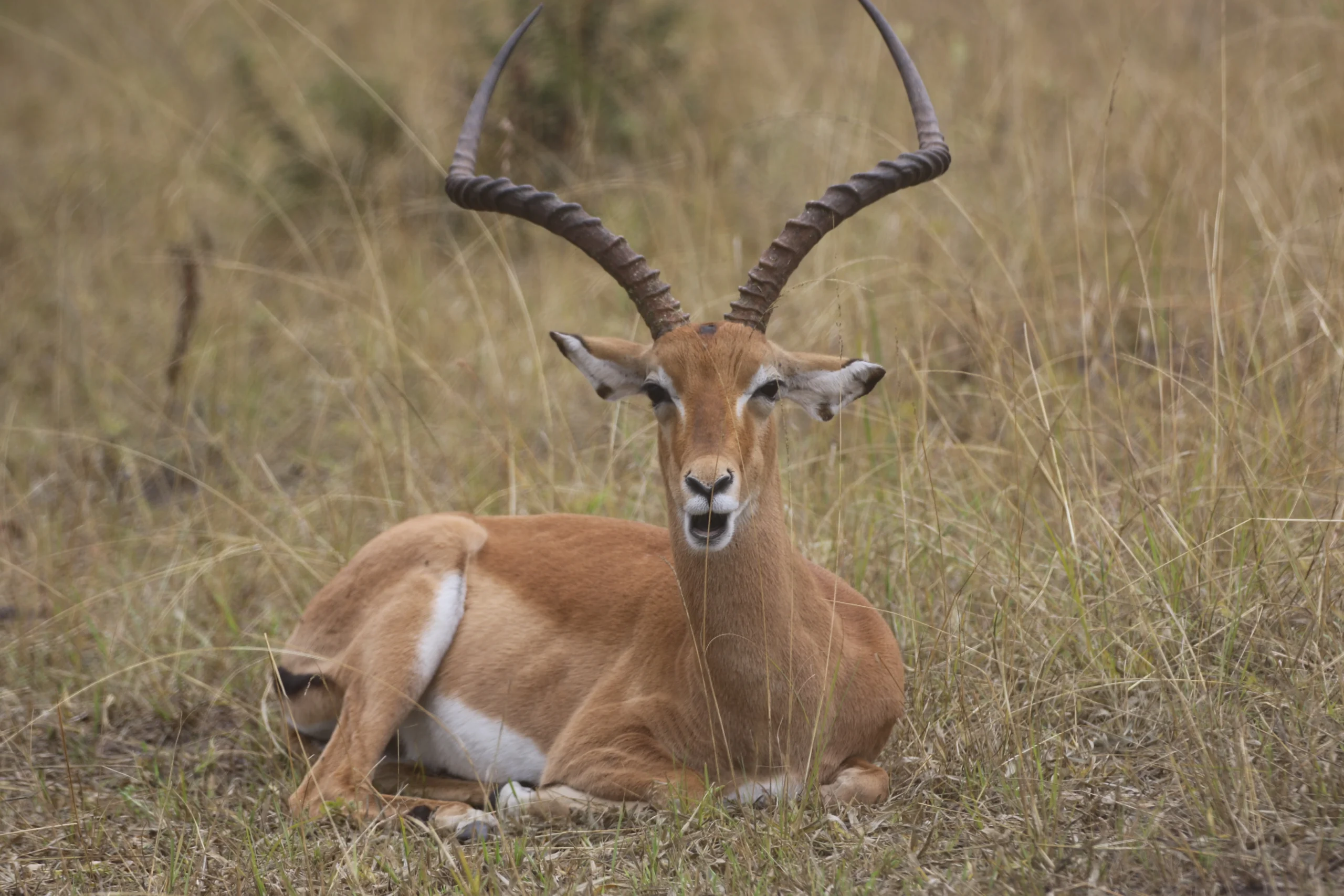 Luxury safari experience in Uganda