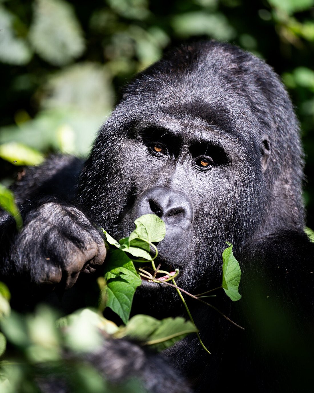 Mountain gorilla during gorilla trekking in Uganda