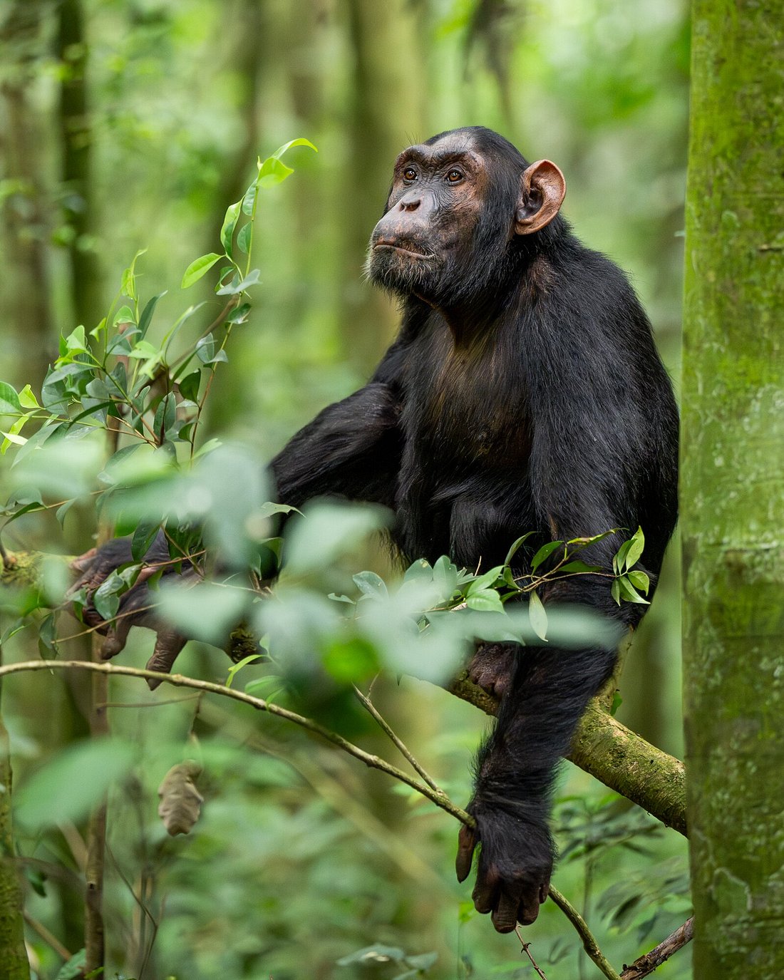 Chimpanzee in Kibale Forest Uganda