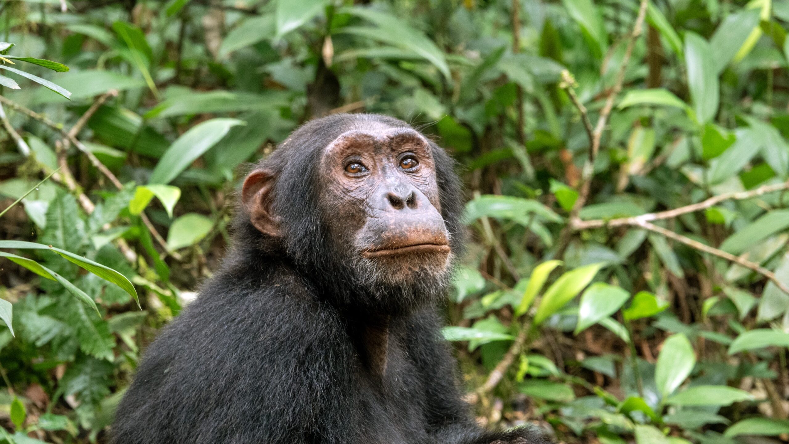 4 Days Primate Safari Uganda