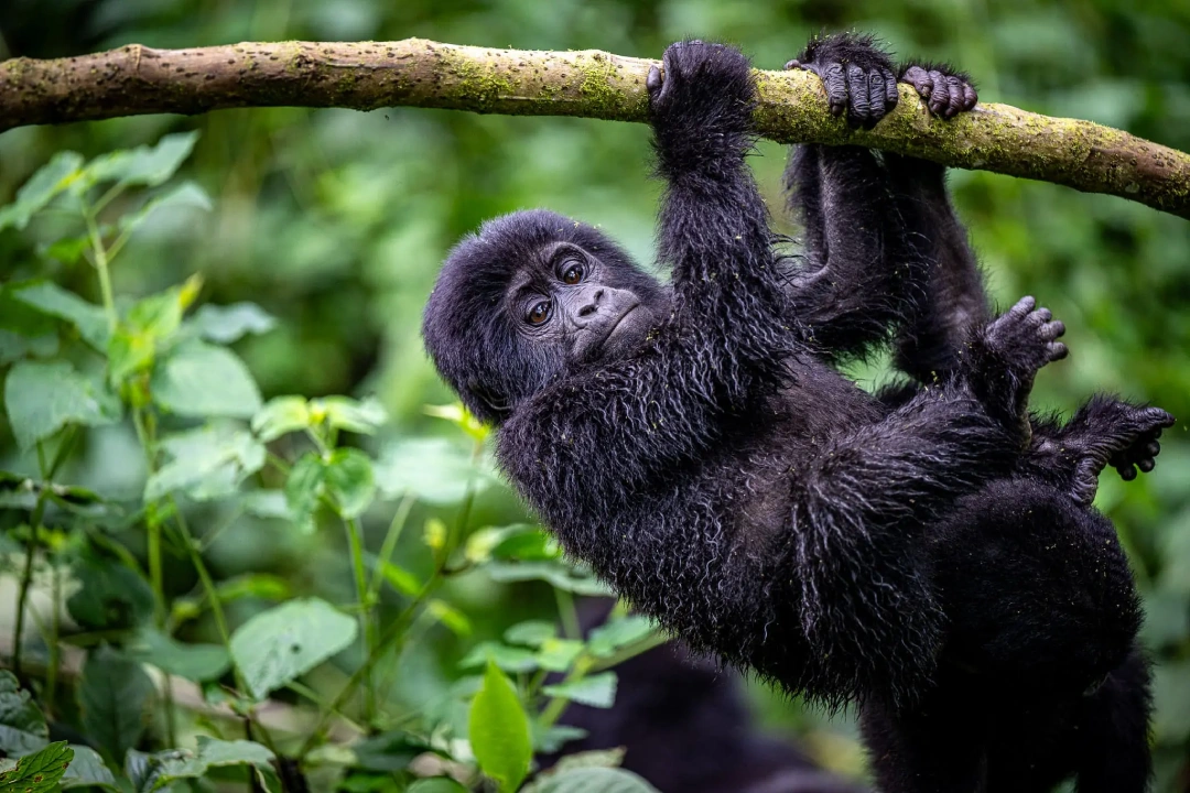 3 Days Gorilla Trekking Uganda