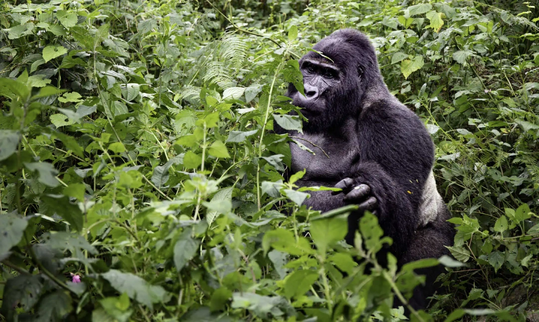1 Day Gorilla Trekking Uganda