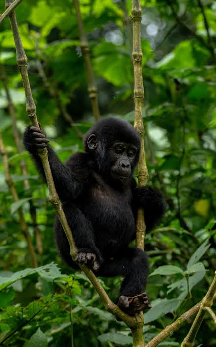 Mountain gorilla in Bwindi Impenetrable National Park