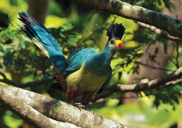 Birdlife in Bwindi