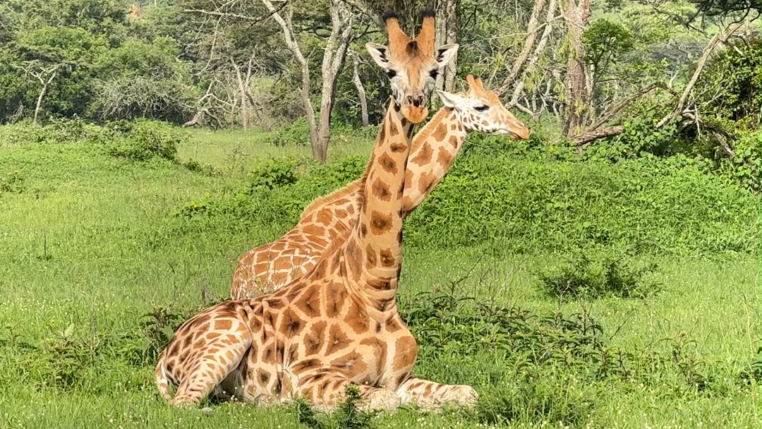 Walking Safari