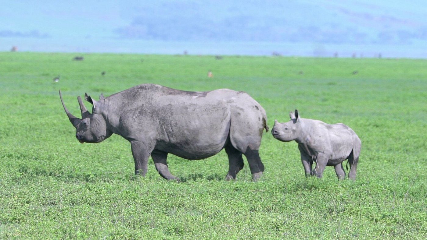 Rhino Trekking at Ziwa Rhino Sanctuary
